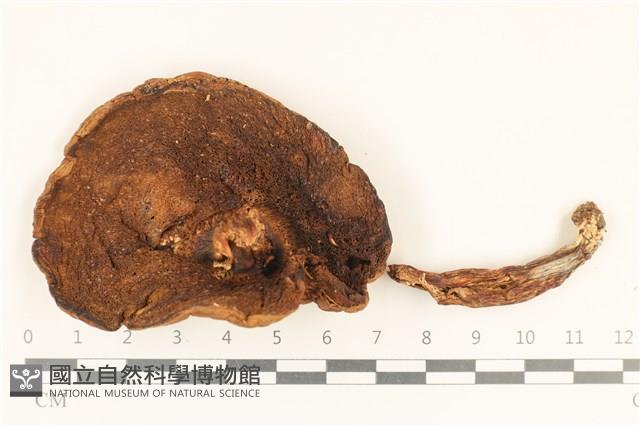 登錄號:F0036902藏品圖，第3張