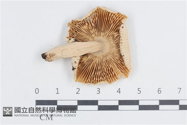 登錄號:F0038702藏品圖，第3張