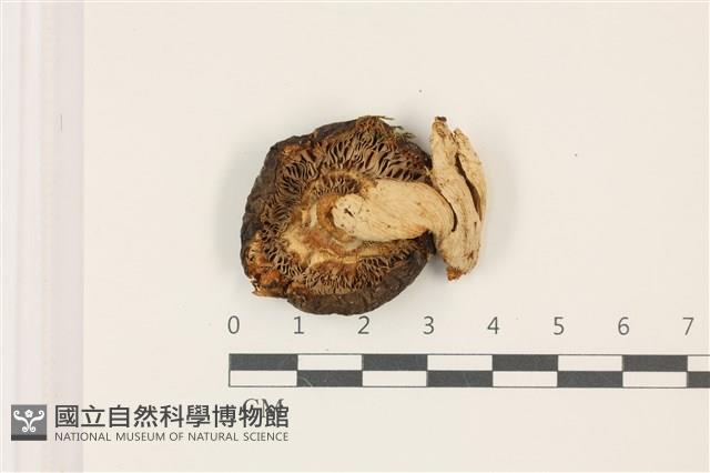 登錄號:F0037502藏品圖，第3張
