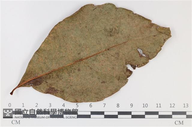 登錄號:F0035212藏品圖，第3張