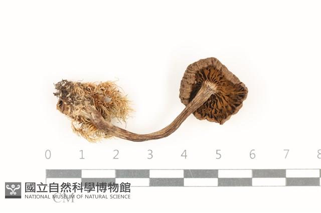 登錄號:F0037812藏品圖，第3張