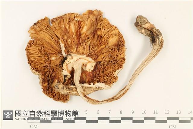 登錄號:F0037912藏品圖，第3張