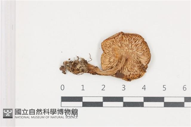 登錄號:F0036612藏品圖，第3張