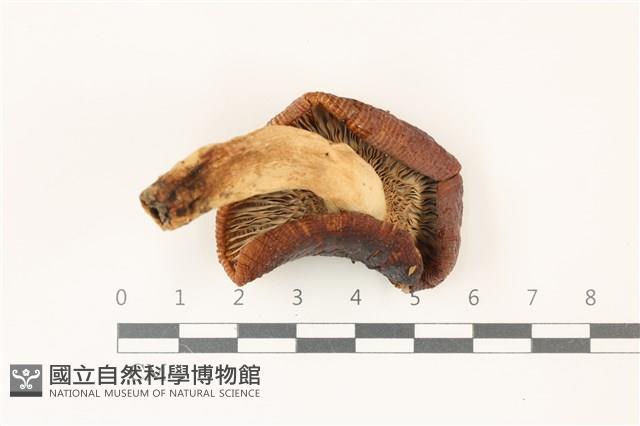 登錄號:F0037412藏品圖，第3張