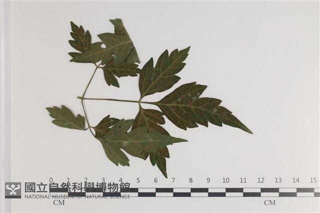 登錄號:F0035412藏品圖，第3張
