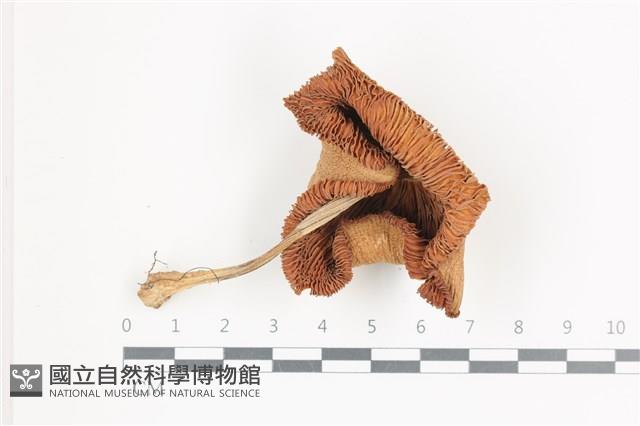 登錄號:F0036512藏品圖，第1張