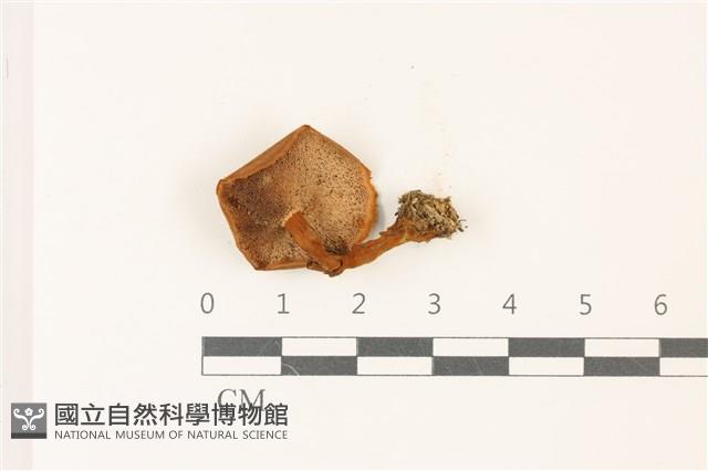 登錄號:F0037512藏品圖，第3張
