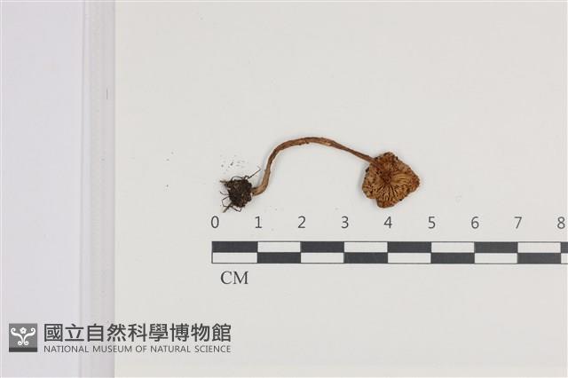 登錄號:F0036312藏品圖，第3張