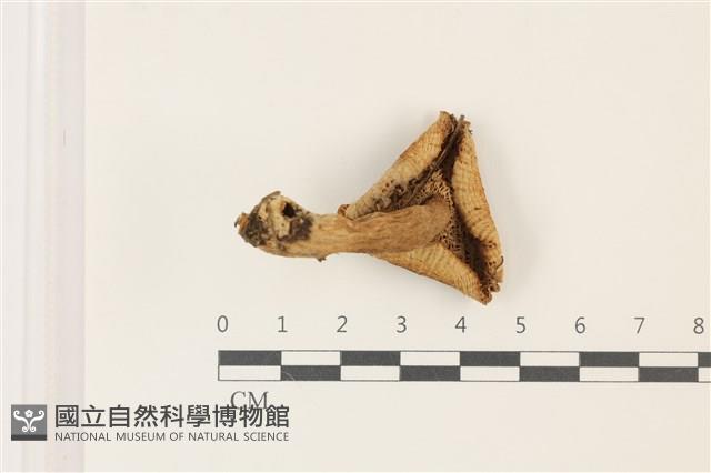 登錄號:F0037312藏品圖，第3張