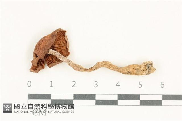 登錄號:F0038252藏品圖，第3張