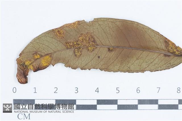 登錄號:F0038652藏品圖，第3張