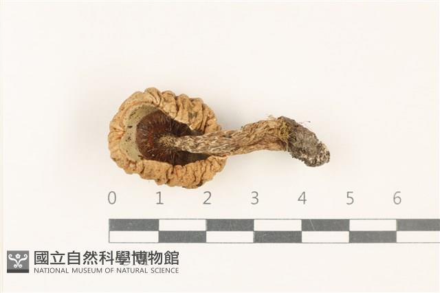 登錄號:F0037752藏品圖，第3張