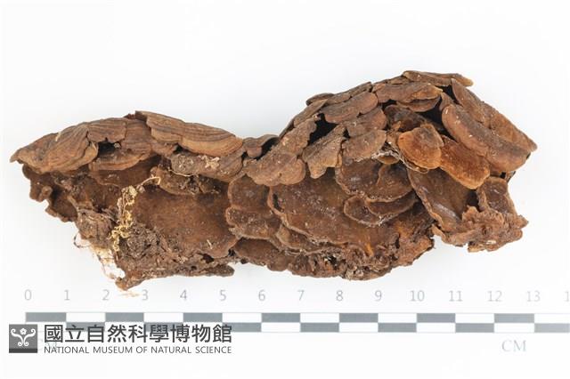 登錄號:F0036552藏品圖，第3張