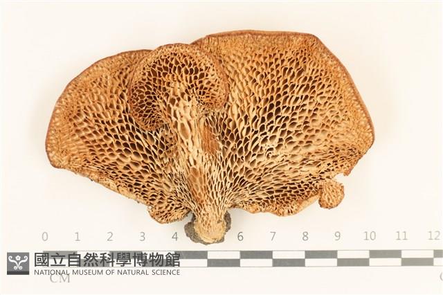 登錄號:F0037152藏品圖，第3張