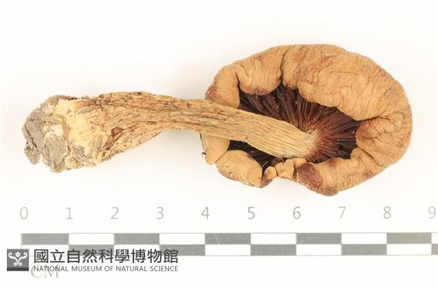 登錄號:F0037052藏品圖，第3張