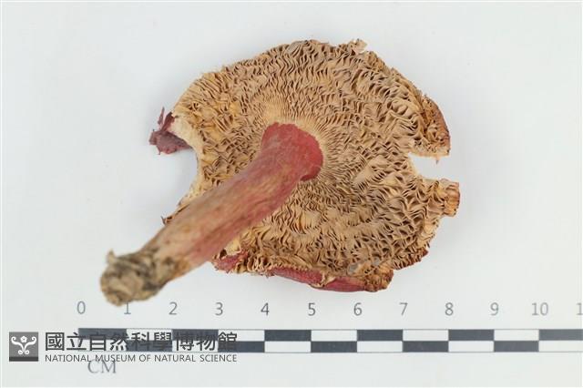 登錄號:F0038842藏品圖，第3張