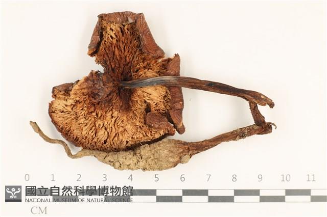 登錄號:F0036942藏品圖，第3張