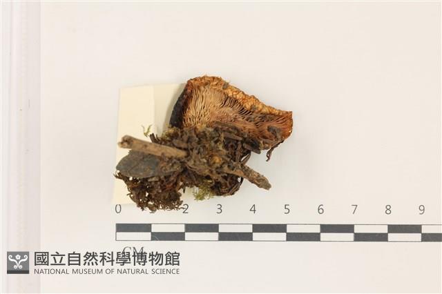 紅菇屬藏品圖，第3張