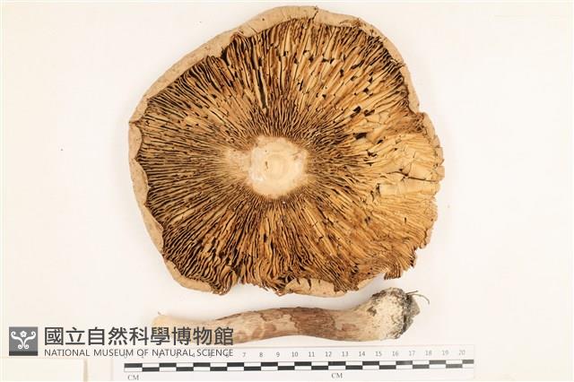 登錄號:F0037742藏品圖，第3張