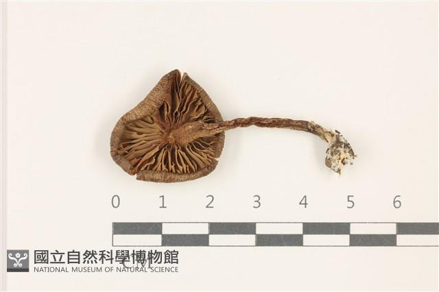 粉褶菌屬藏品圖，第3張