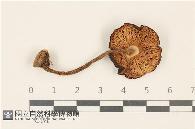 登錄號:F0037142藏品圖，第3張