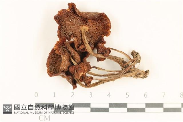 登錄號:F0037042藏品圖，第3張