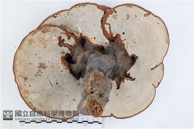 登錄號:F0036342藏品圖，第3張
