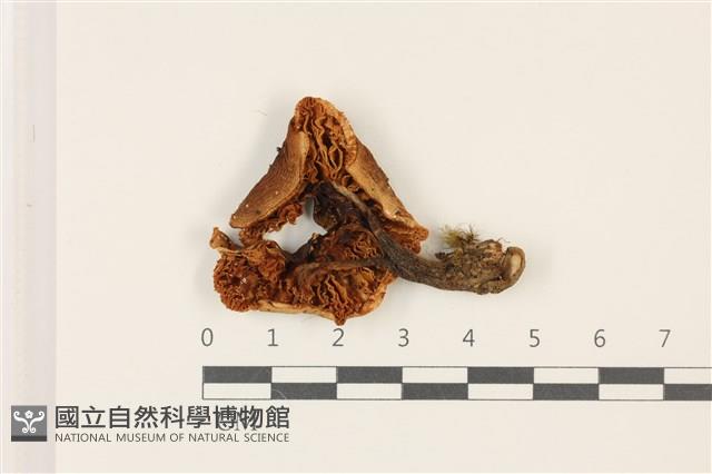 登錄號:F0037342藏品圖，第3張