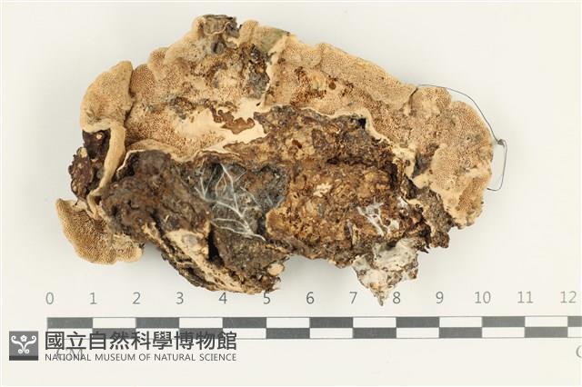 登錄號:F0038292藏品圖，第3張