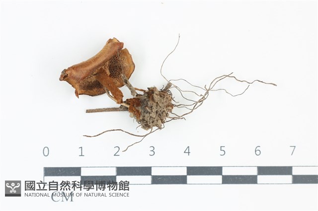 登錄號:F0039292藏品圖，第3張
