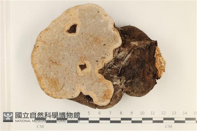 登錄號:F0037892藏品圖，第3張