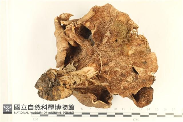 登錄號:F0037992藏品圖，第3張