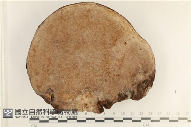 登錄號:F0038492藏品圖，第3張
