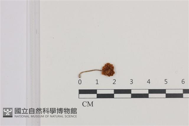 登錄號:F0036492藏品圖，第3張