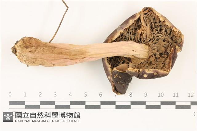 登錄號:F0037492藏品圖，第3張
