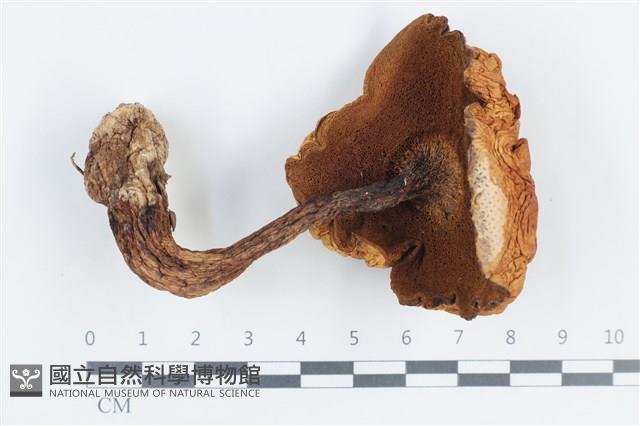 登錄號:F0038792藏品圖，第3張