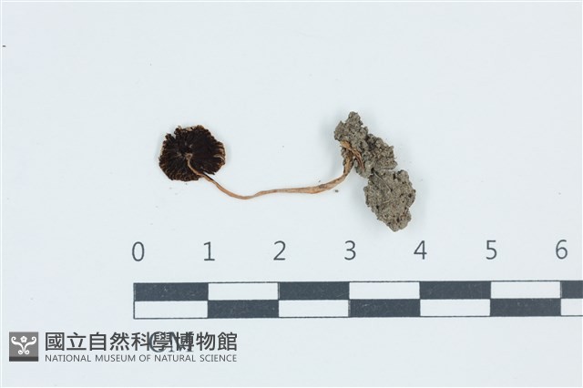 登錄號:F0039592藏品圖，第3張