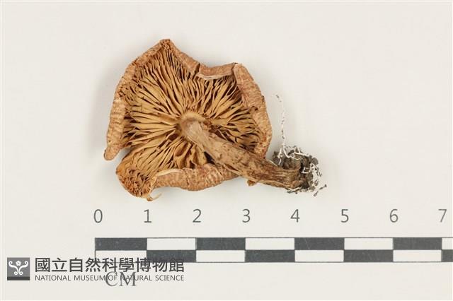 登錄號:F0038192藏品圖，第3張