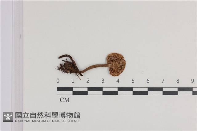 乳菇屬藏品圖，第3張