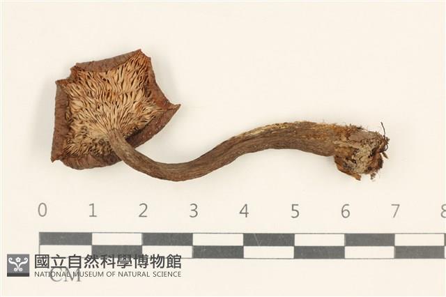 登錄號:F0037192藏品圖，第3張