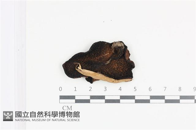 登錄號:F0036092藏品圖，第3張