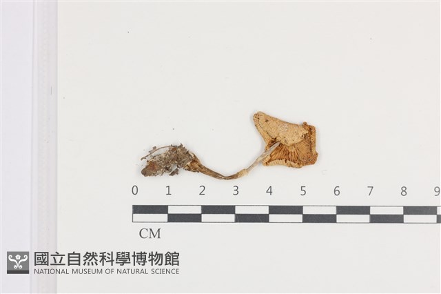 登錄號:F0036392藏品圖，第3張
