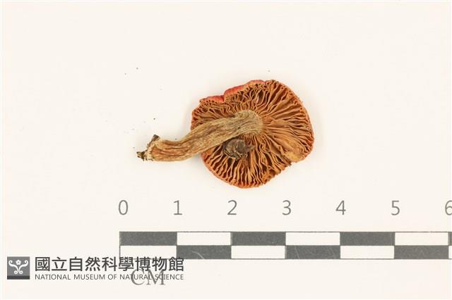 登錄號:F0036882藏品圖，第3張
