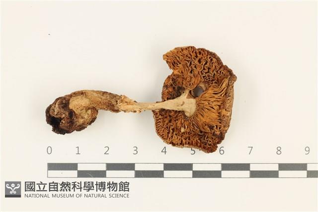 登錄號:F0036982藏品圖，第3張
