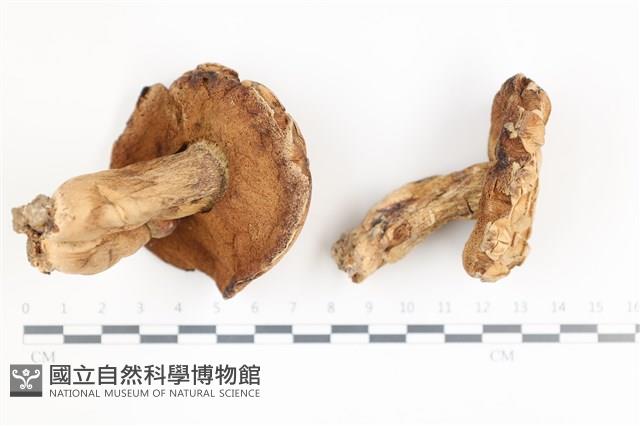 登錄號:F0036682藏品圖，第3張