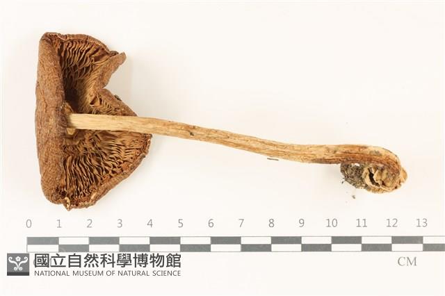 館號:F0037482藏品圖，第3張