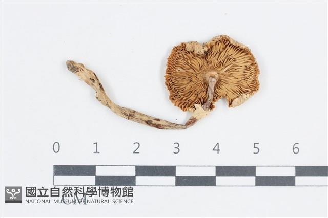 登錄號:F0038782藏品圖，第3張