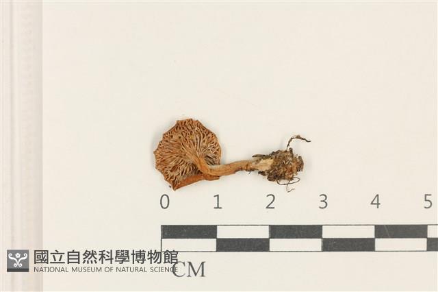 乳菇屬藏品圖，第3張