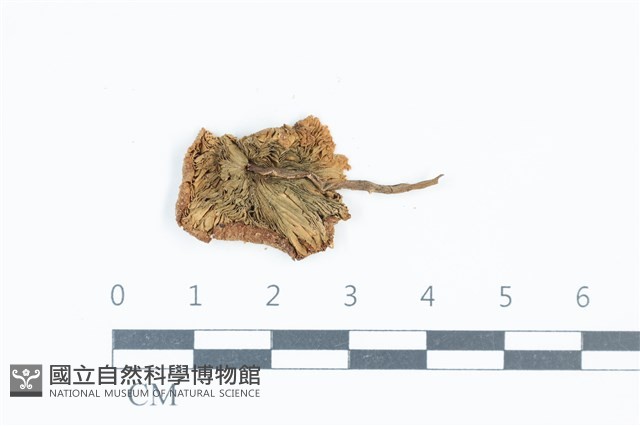珠雞斑白鬼傘藏品圖，第3張