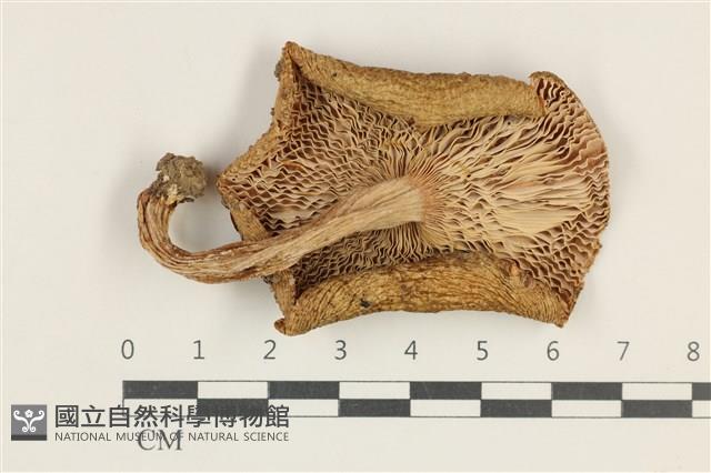 紅菇屬藏品圖，第3張